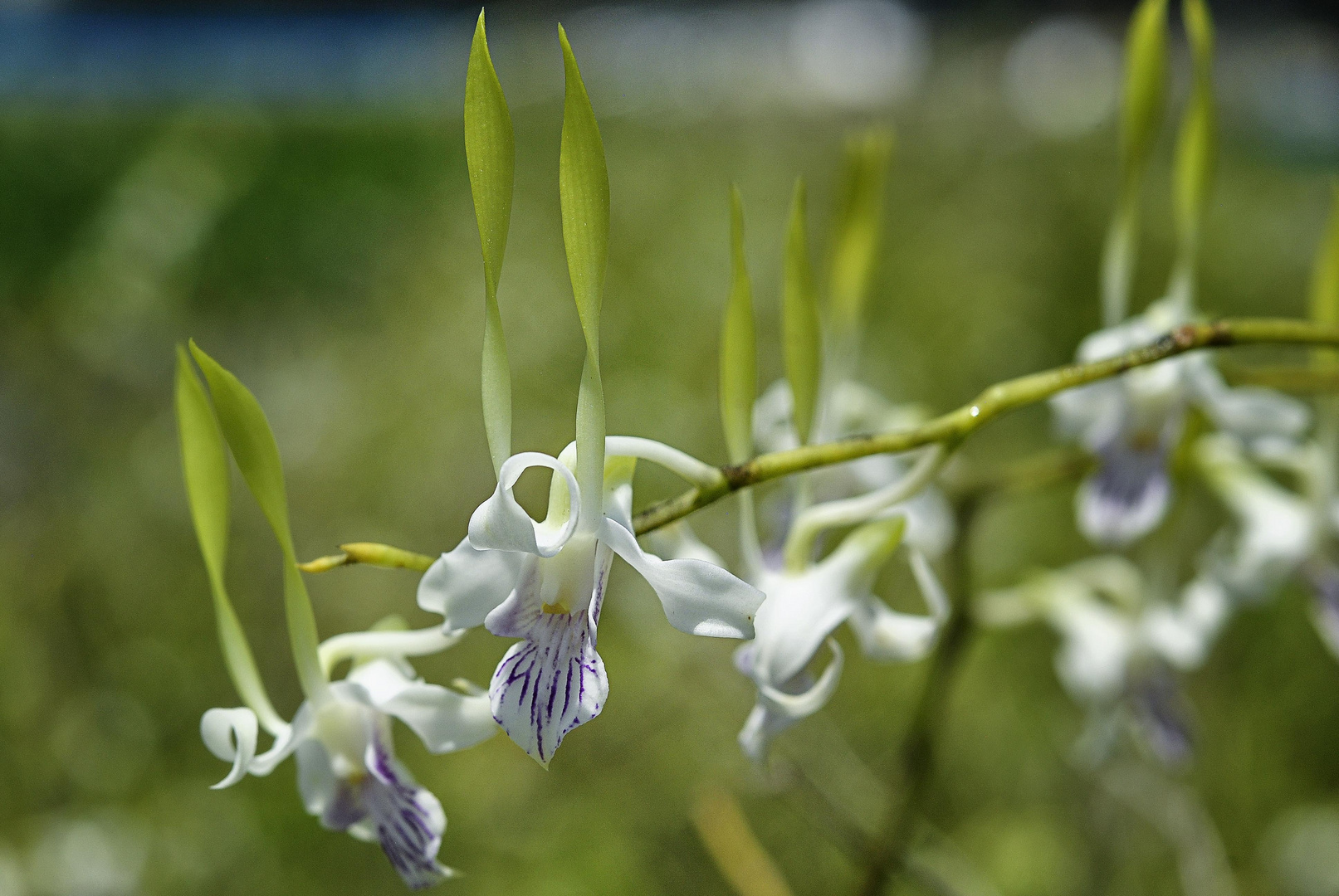 Delicada orquidea