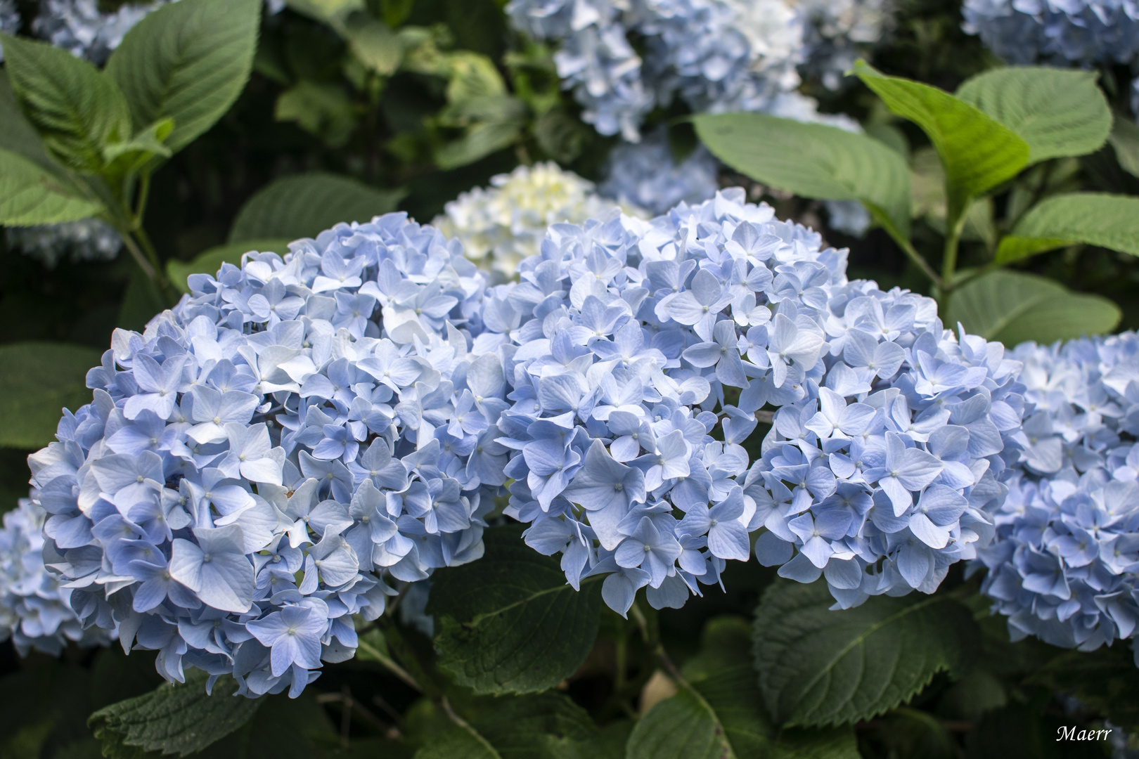 Delicadas y frescas hortensias.