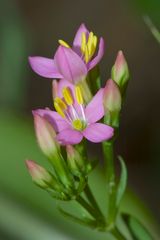 Delicadesa en rosa