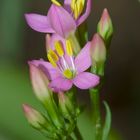 Delicadesa en rosa