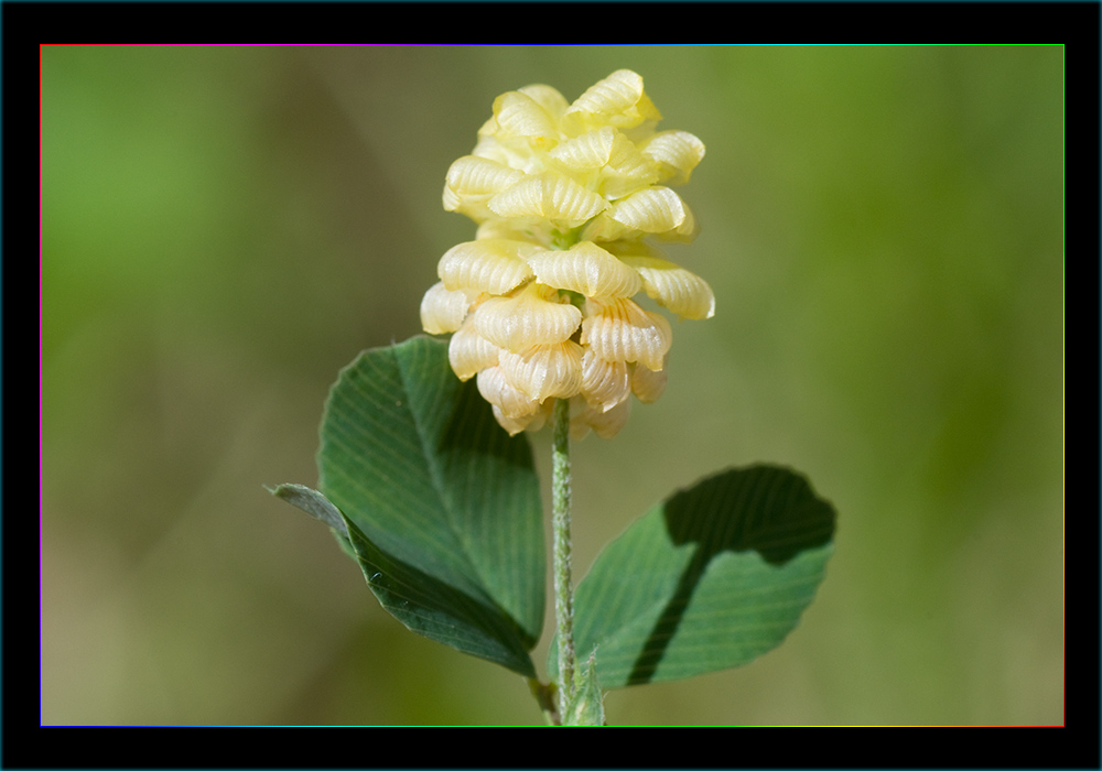 Delicata armonia