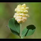 Delicata armonia