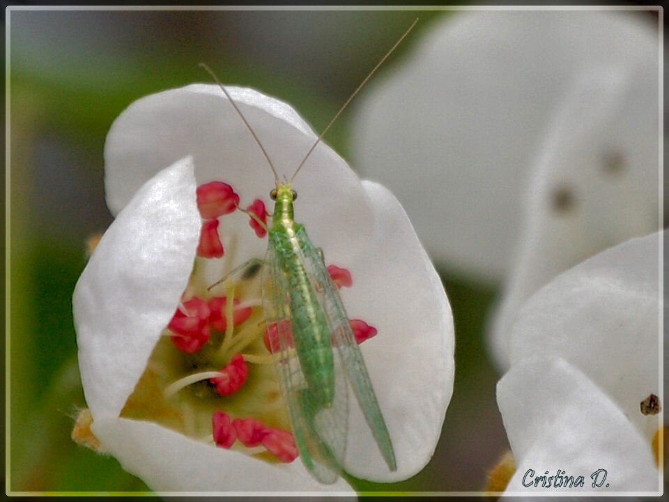 Delicata come un fiore :)