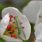 Delicata come un fiore :)