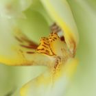 Delicata Orchidea