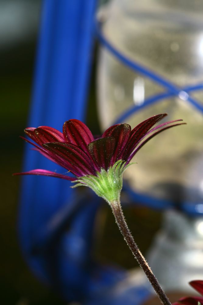 delicata solitudine di Graziella Basile 