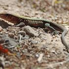 Delicate Ameiva Eidechse, Costa Rica