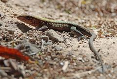 Delicate Ameiva Eidechse, Costa Rica