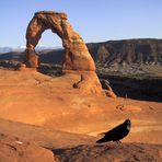 Delicate Arch und Rabe..