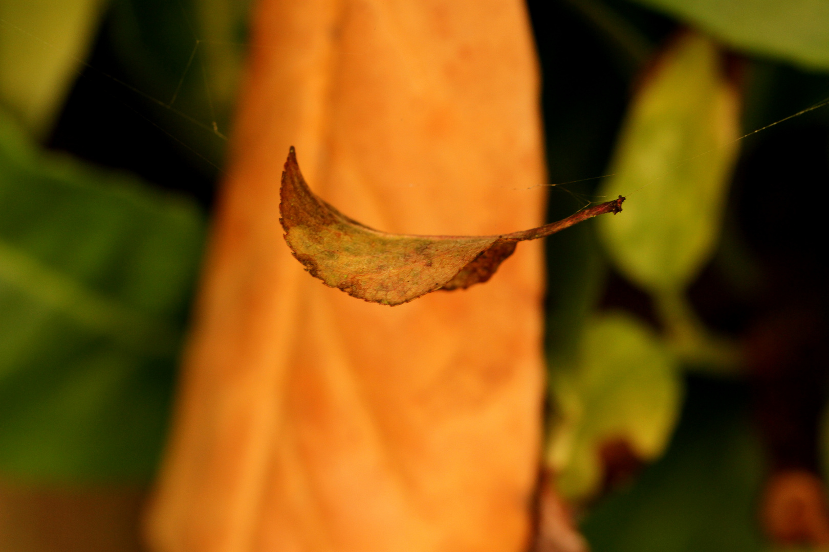 Delicate Autumn leaf 2