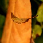 Delicate Autumn leaf 2