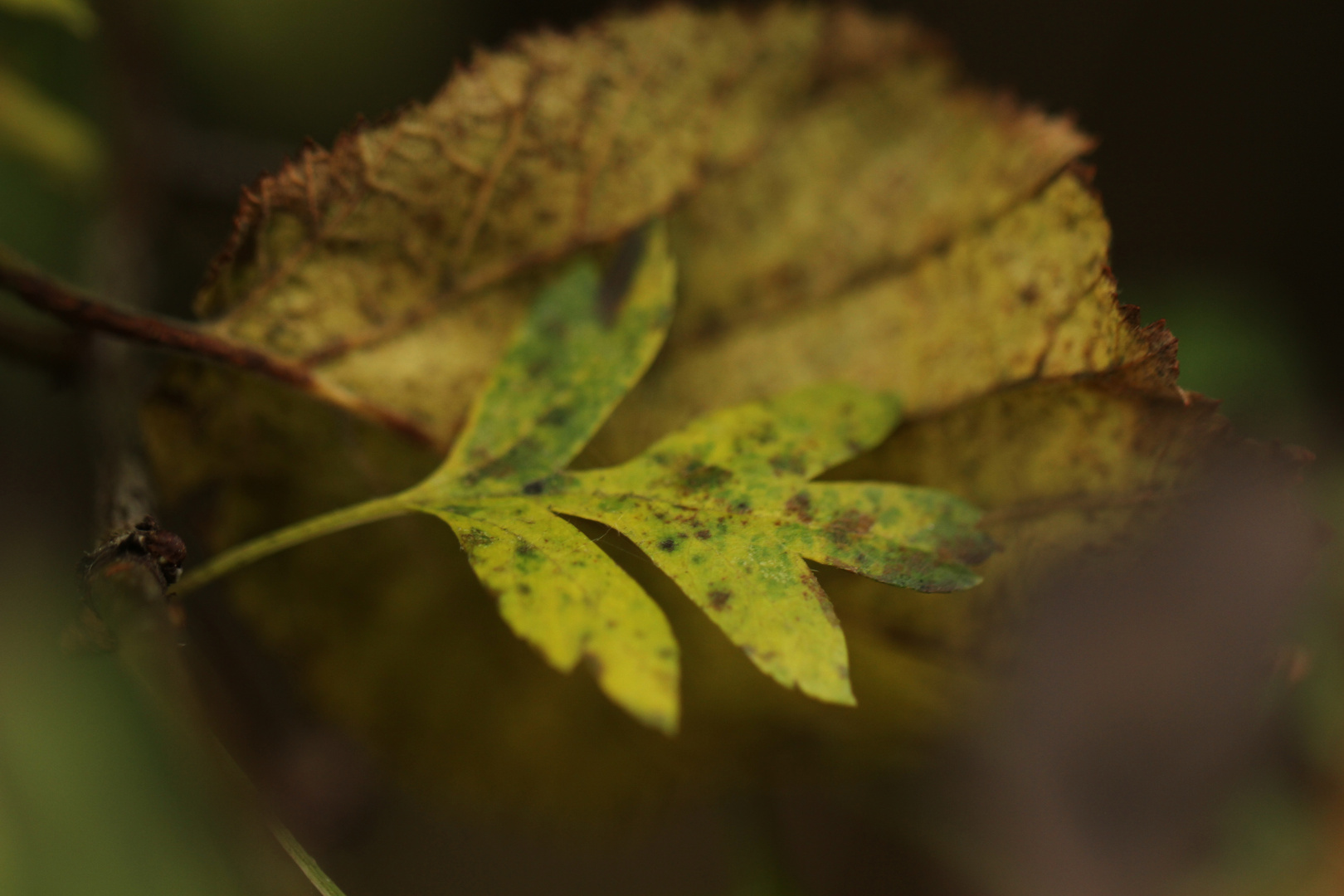 Delicate Autumn leaf
