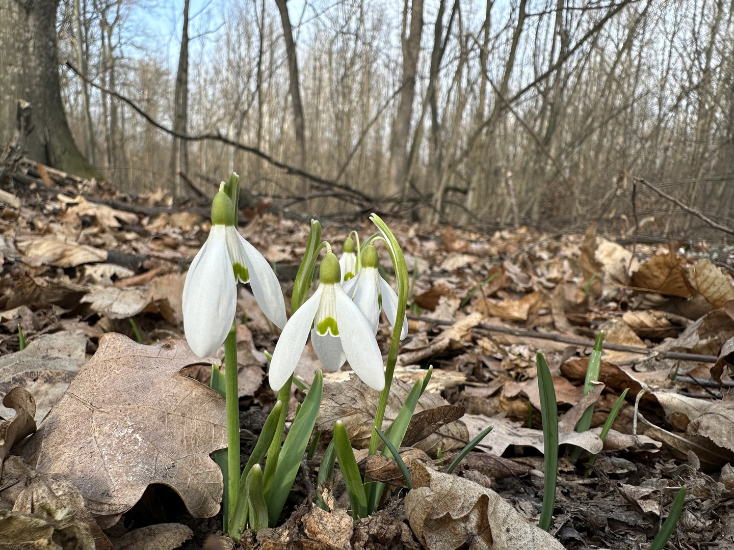 Delicate Beauty Amongst Trees