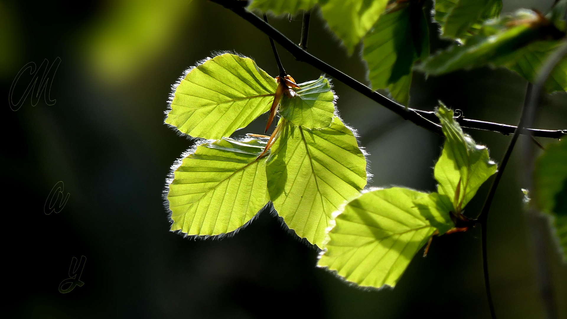 ... delicate beech leaves in spring