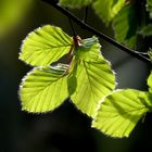 ... delicate beech leaves in spring