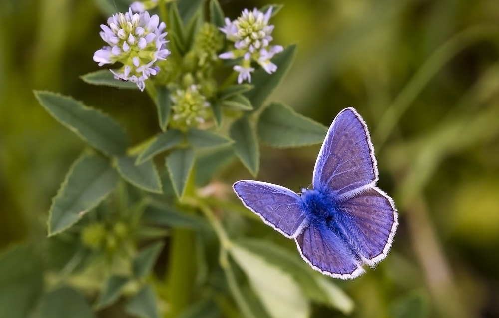 Delicate Blue