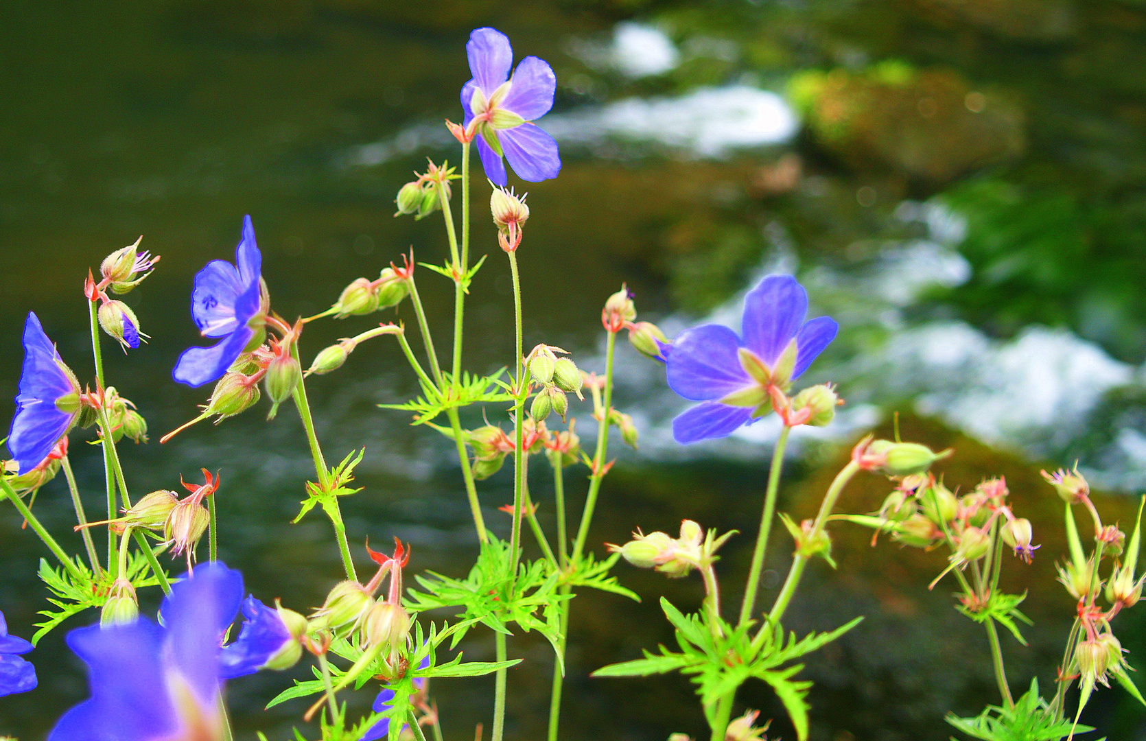 Delicate Blue