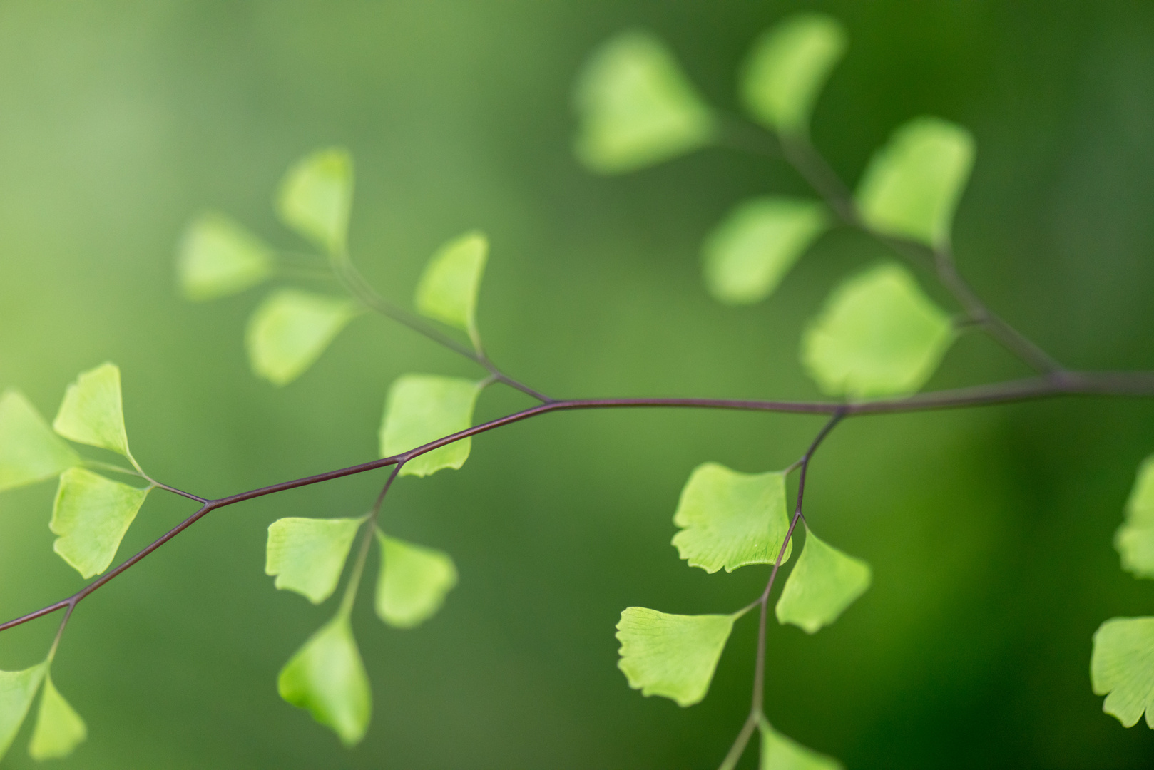 delicate branch