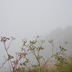 Delicate flowers at Schneeberg, Austria (1812 m)