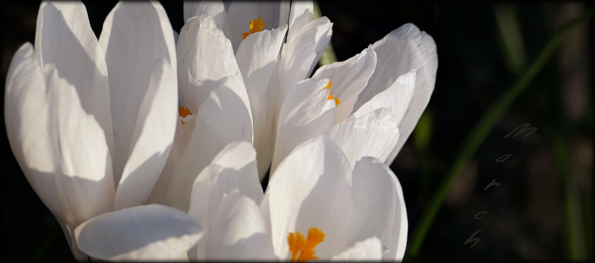 ... delicate fragile white crocuses 