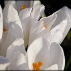 ... delicate fragile white crocuses 