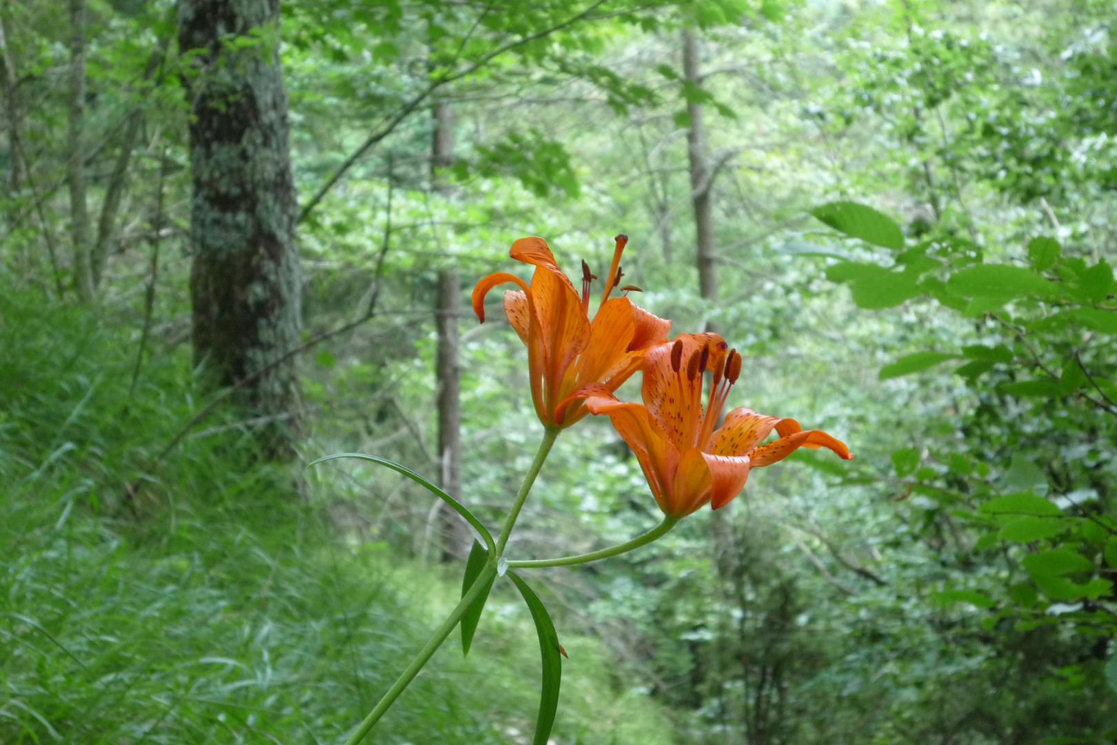 delicate magie del bosco