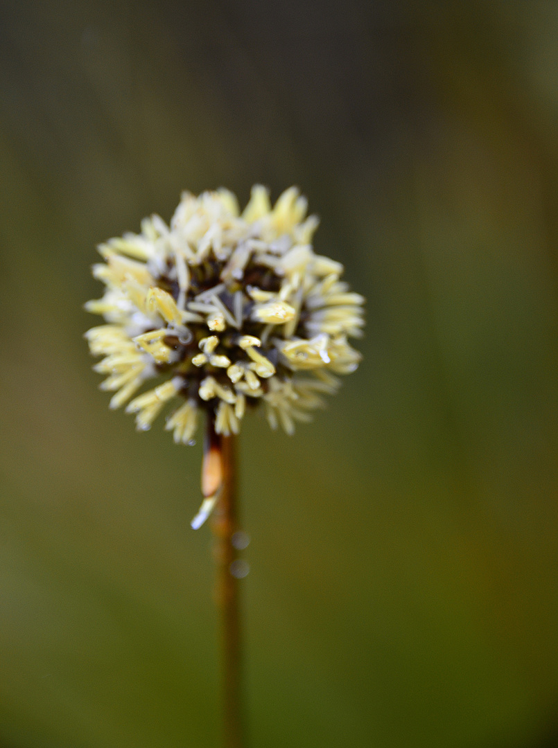 Delicate Nature