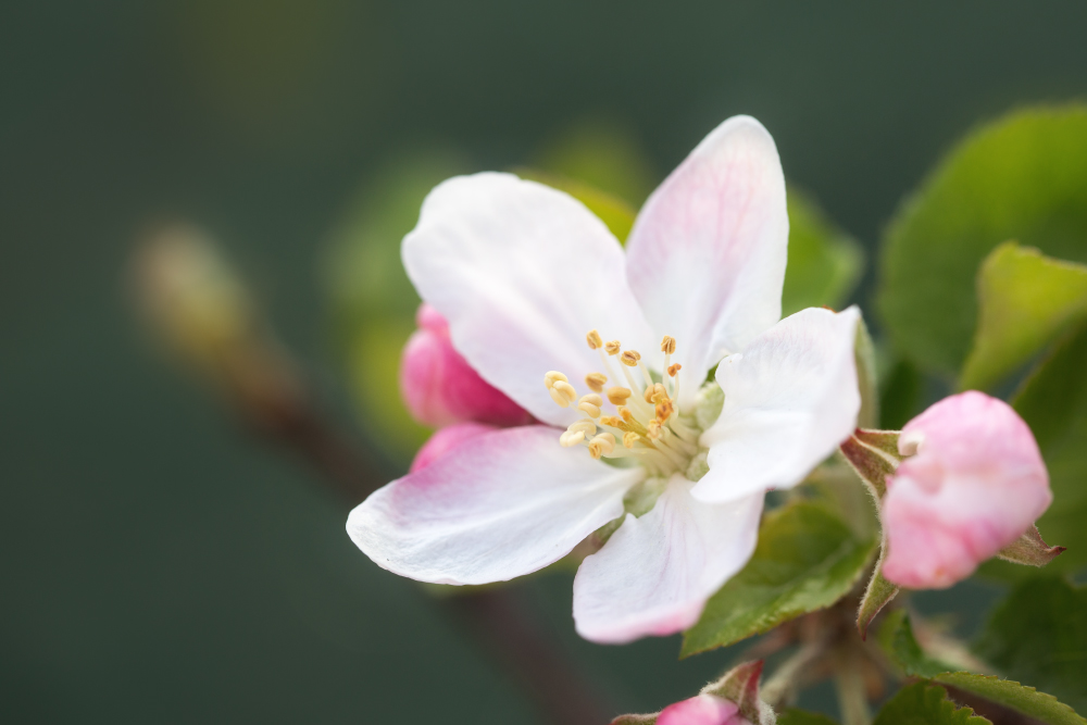 delicate pink