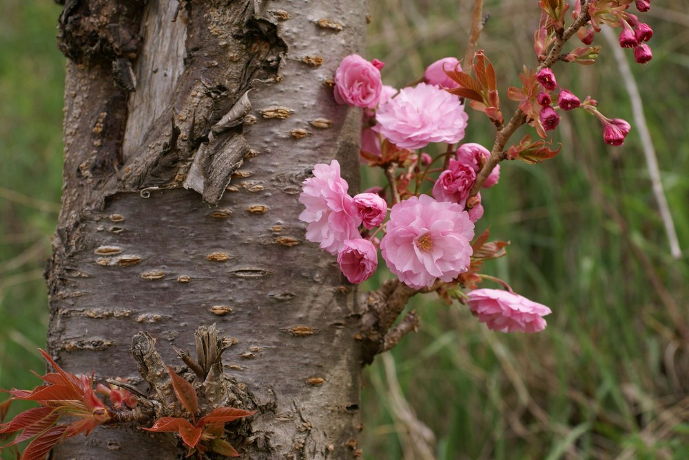 delicate pink