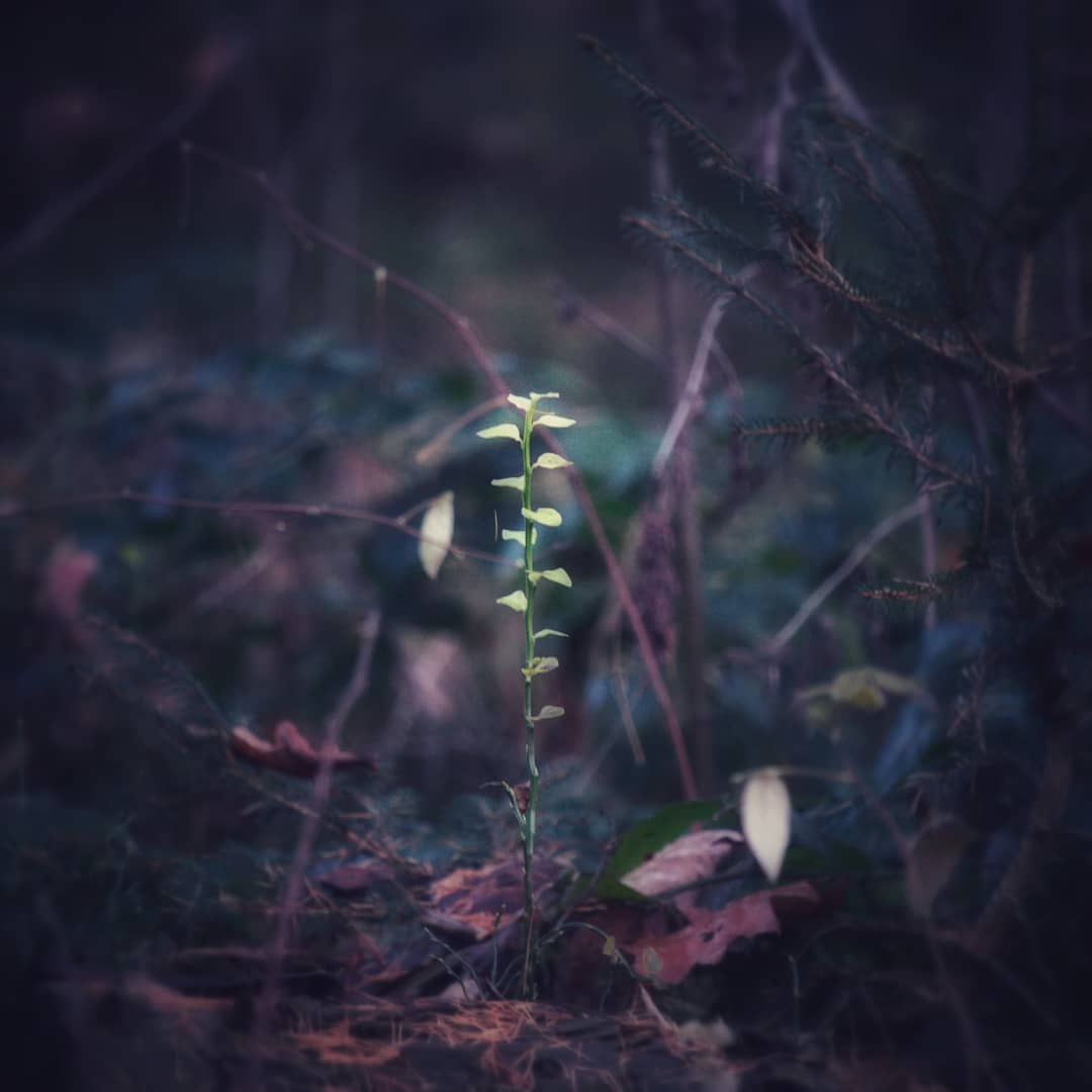 delicate Plant