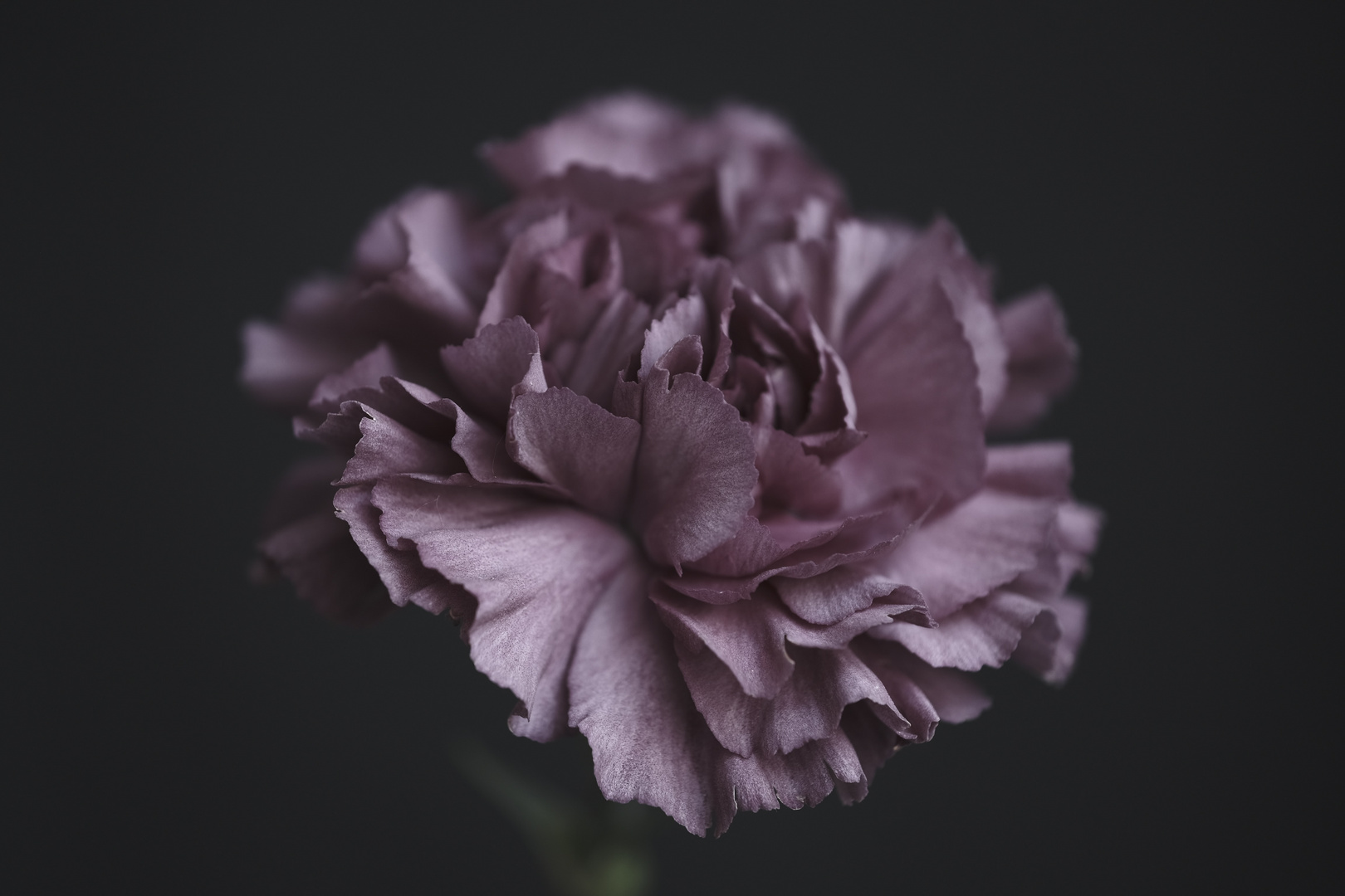 Delicate purple 