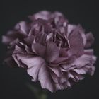 Delicate purple 