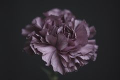 Delicate purple 