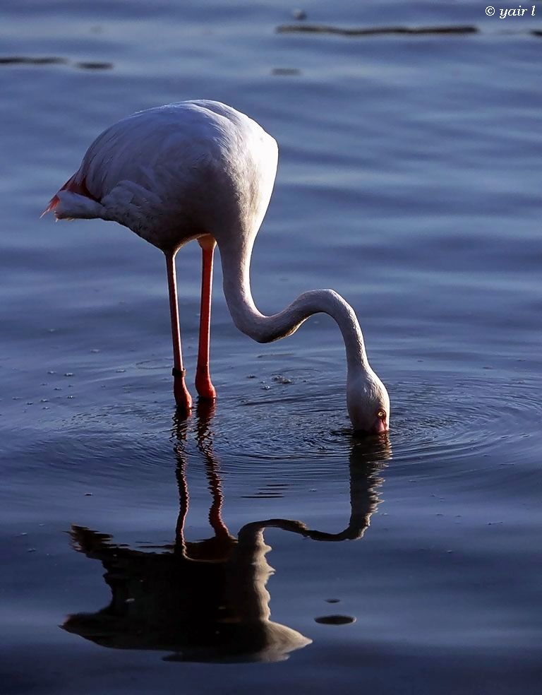 delicate reflection