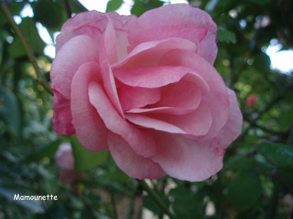 Délicate Rose