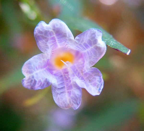 Delicate Tiny Mauve Flower