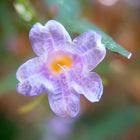 Delicate Tiny Mauve Flower