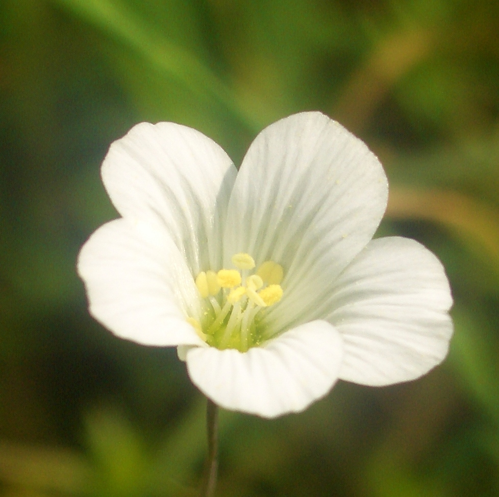 DELICATE WHITENESS