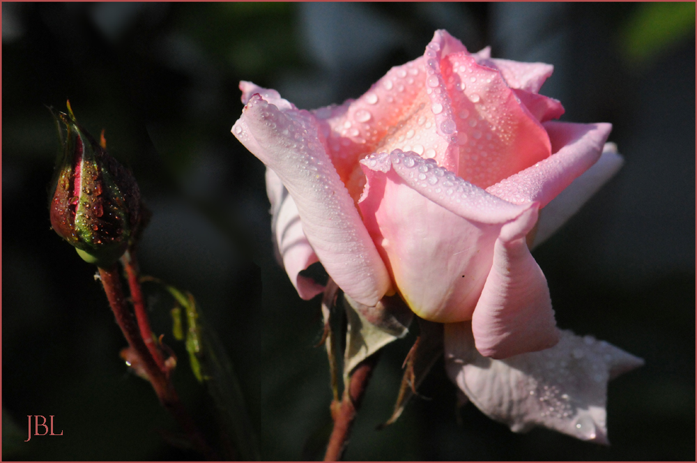 Délicatesse d'une rose