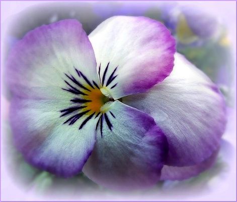 Delicatezza primaverile........