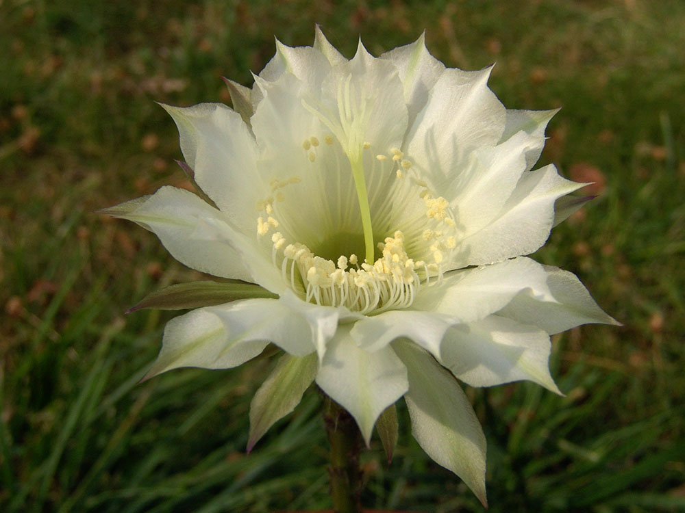 Delicatissimo fiore bianco