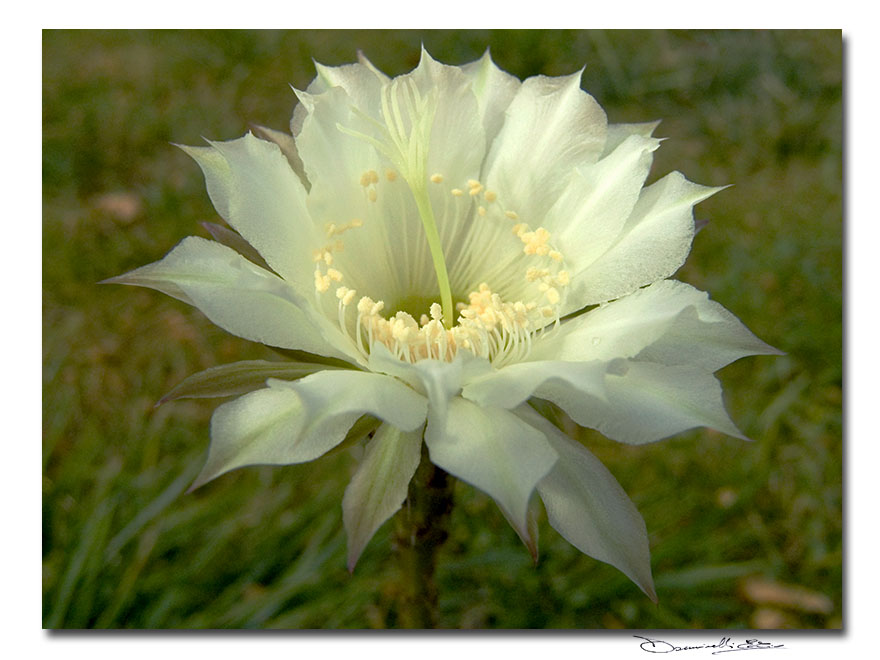 Delicatissimo fiore bianco in cartolina
