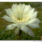 Delicatissimo fiore bianco in cartolina