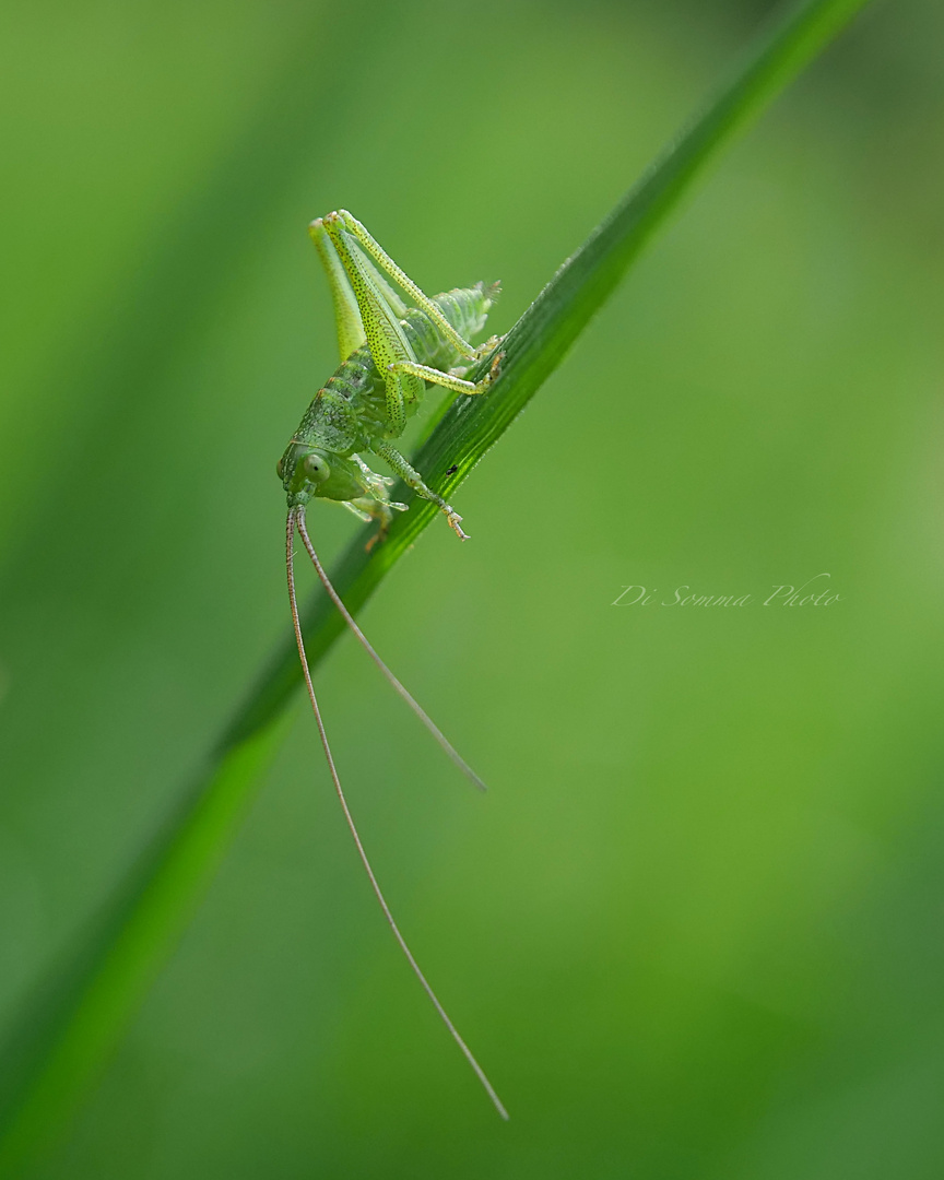 Delicato equilibrio