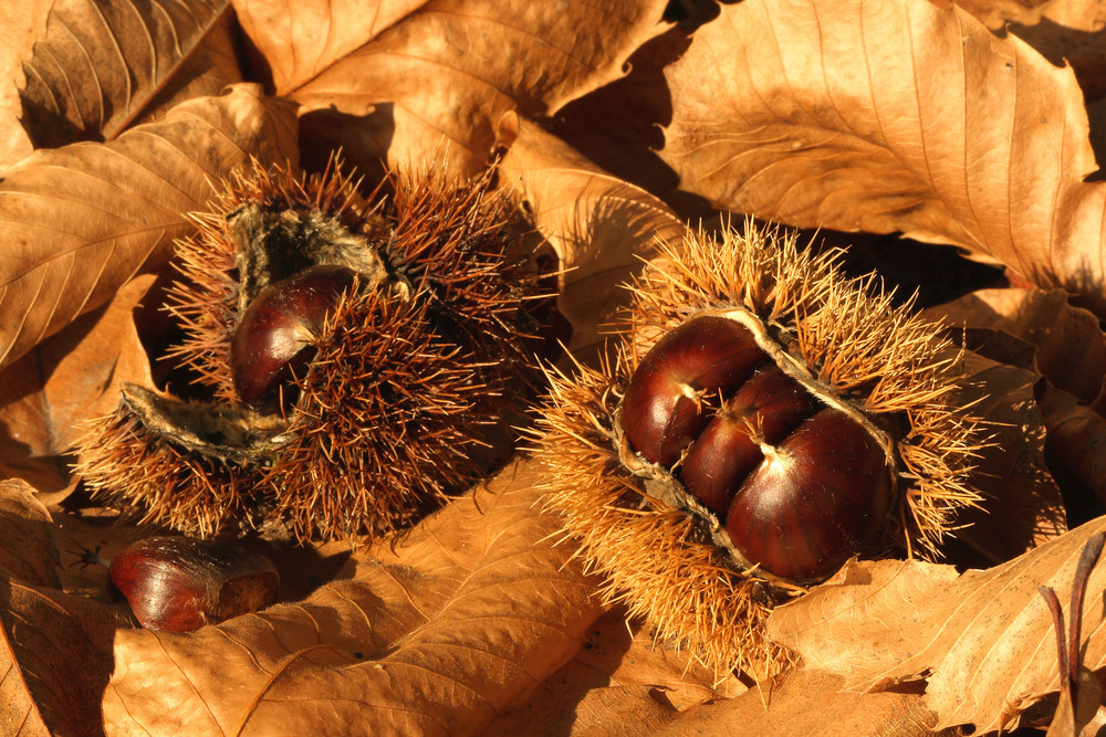 Délice d'automne