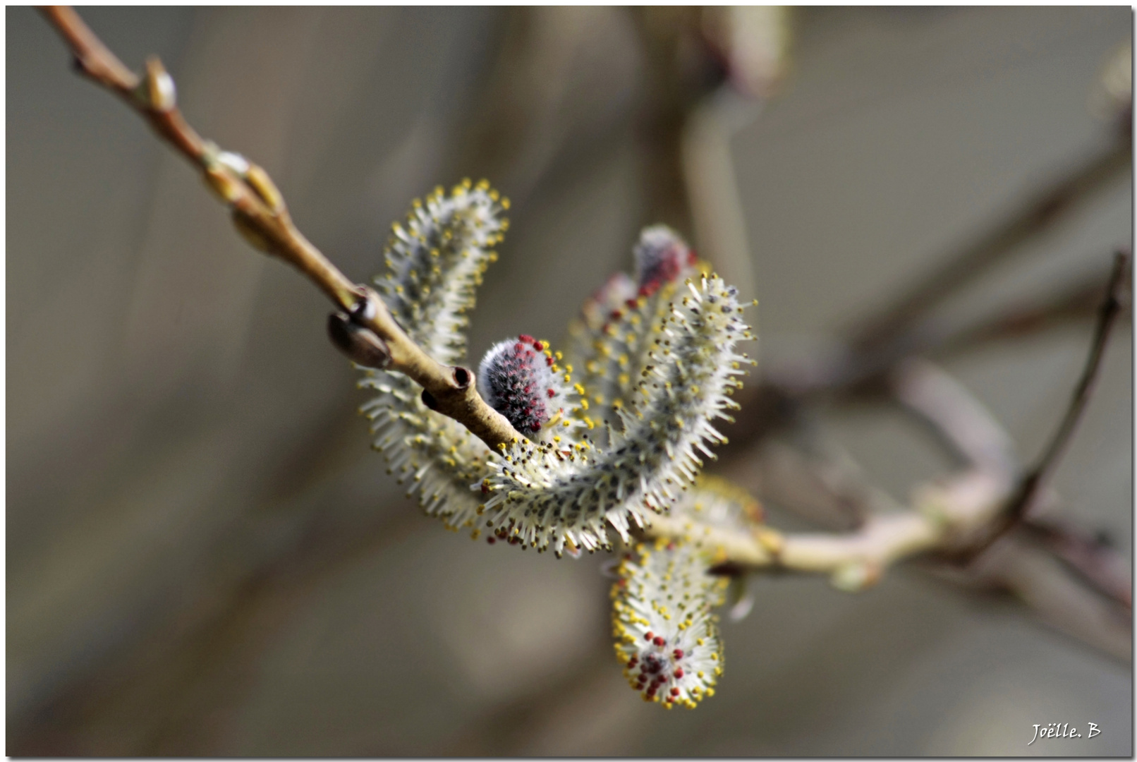 Délice du printemps