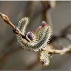 Délice du printemps