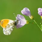 Délice d'un papillon