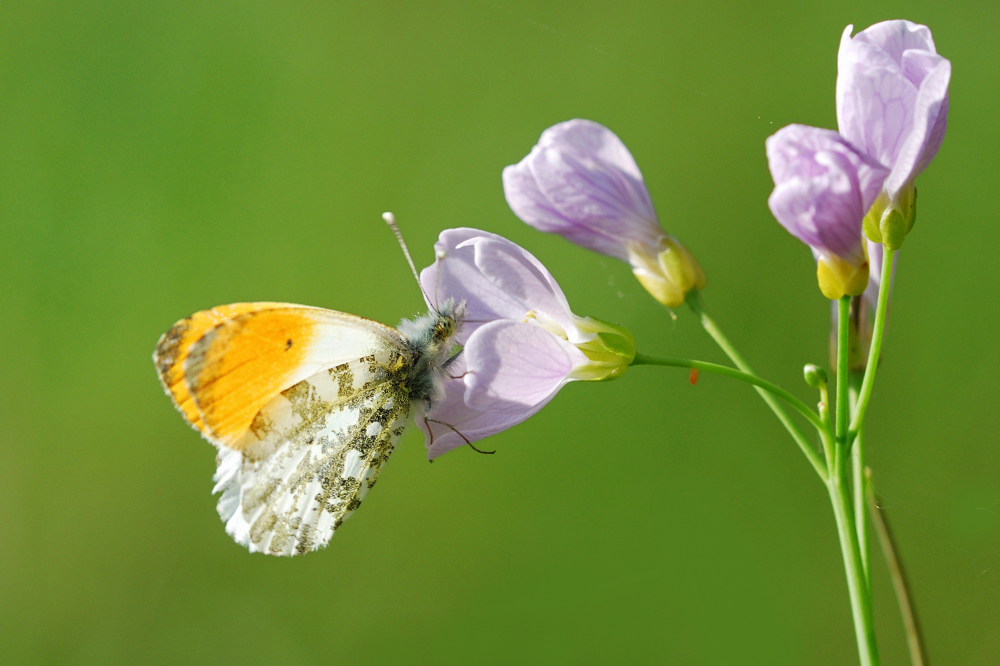 Délice d'un papillon