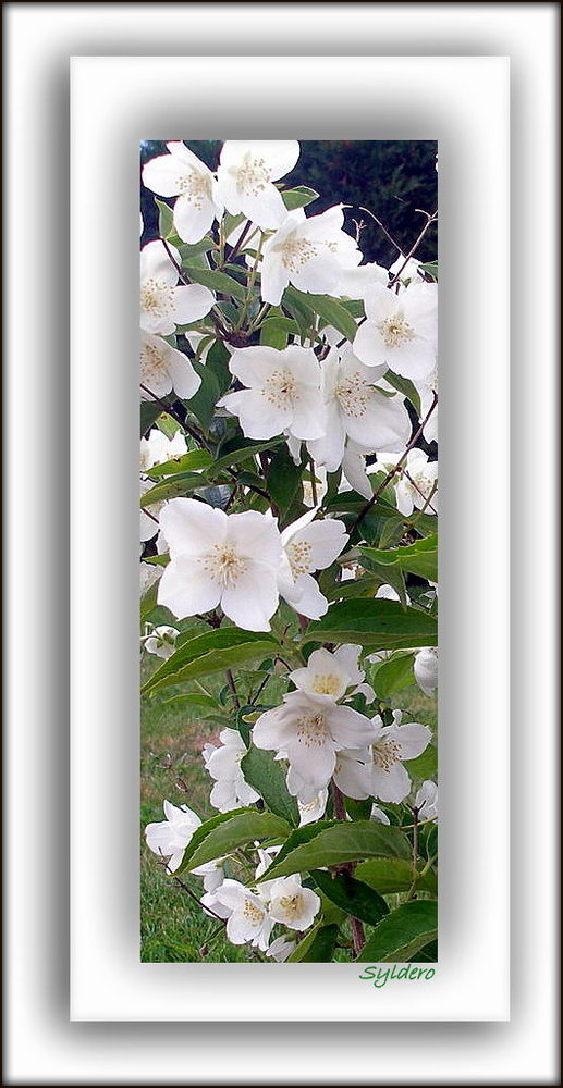 DELICIEUX JASMIN DES POETES